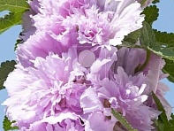 Мальва (Штокроза) розовая (Spring Celebrities)