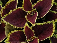 Колеус гибридный (Kong Jr.)