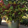 Колеус гибридный (Coleus х hybrida)