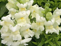 Львиный зев (Антирринум) большой (Chimes F1)