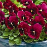 Виола рогатая (Viola cornuta)