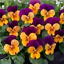 Виола рогатая (Viola cornuta)