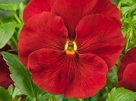 Виола Виттрока