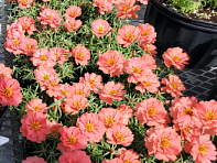 Портулак крупноцветковый (Sundial F1)