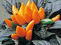 Перец летний (Salsa)