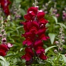 Львиный зев (Антирринум) большой (Antirrhinum majus)