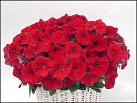 Петуния ампельная гибридная (Gioconda F1)