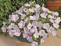 Петуния ампельная гибридная