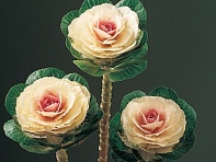 Декоративная капуста (Lucir F1)