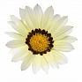 Гацания жестковатая (Gazania rigens)