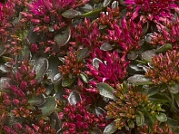 Седум ложный (Solarity)