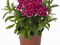 Гвоздика турецкая (Barbarini F1)