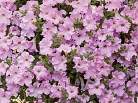 Петуния ампельная гибридная (Diamond F1)