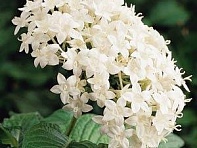 Пентас ланцетовидный (Butterfly F1)