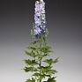 Дельфиниум высокий (Delphinium elatum)
