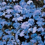 Лобелия ежевидная ампельная (Lobelia erinus)