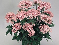 Пентас ланцетовидный (New Look)