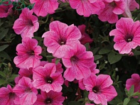 Петуния ампельная гибридная (Velvet F1)