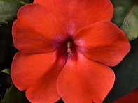 Бальзамин гибридный межвидовой (Solarscape F1) Бальзамин гибридный межвидовой (Solarscape F1)