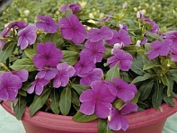 Катарантус розовый ампельный (Solar Avalanche F1)