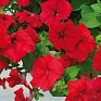 Петуния ампельная гибридная (Petunia х hybrida)