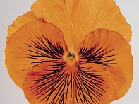 Виола виттрока