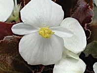 Бегония вечноцветущая (бронзовая листва) (Ostas F1)