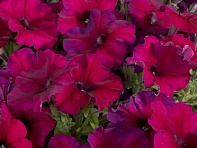 Петуния многоцветковая (Celebrity F1)