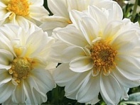 Георгина изменчивая (Hello F1)