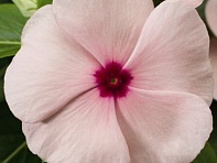 Катарантус розовый (SunStorm F1)