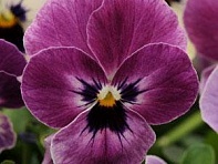 Виола рогатая (Sorbet XP F1)