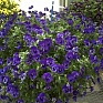 Виола Виттрока ампельная (Viola wittrockiana)