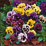 Виола виттрока махровая (Viola wittrockiana)