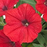 Петуния ампельная гибридная (Petunia х hybrida)