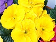 Примула бесстебельная (Leonardo F1)