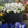 Виола рогатая (Viola cornuta)