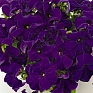 Петуния крупноцветковая (Petunia grandiflora)