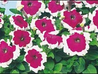 Петуния многоцветковая (Candy F1)