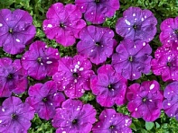 Петуния многоцветковая (Чехия) (Dot Star F1)