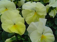 Виола Виттрока