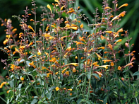 Многоколосник золотистый