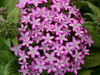 Пентас ланцетовидный (Glitterati F1)