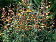 Многоколосник золотистый (Navajo)