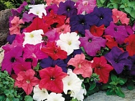 Петуния крупноцветковая (генетически компактная) (Limbo GP F1)
