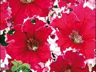 Петуния крупноцветковая гофрированная (Can Can F1)
