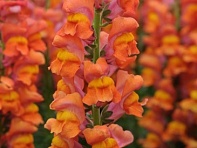 Львиный зев (Антирринум) большой (Potomac F1)