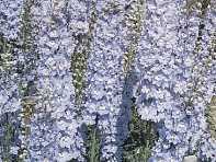 Дельфиниум гибридный (Benary's Pacific)