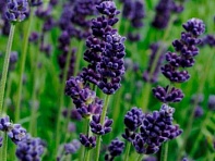 Лаванда узколистная (Lavance)