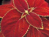 Колеус Блюме (Giant Exhibition)