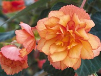 Бегония клубневая махровая ампельная (Illumination F1)